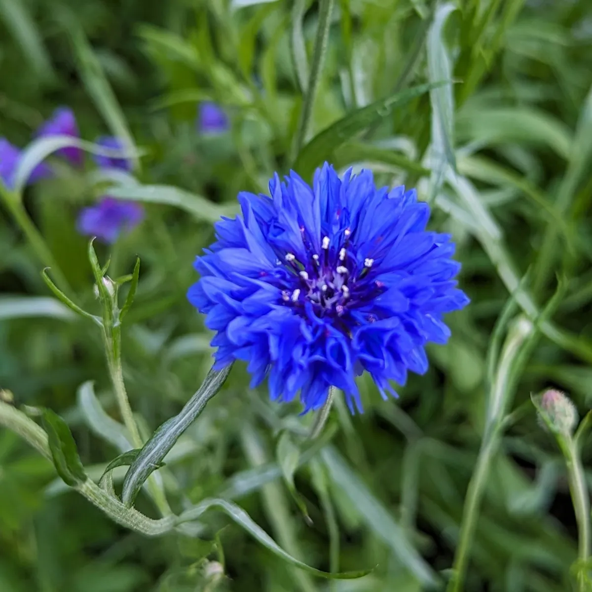 Sommerblumen in Blau (diverse Arten & Sorten) Saatgutmix