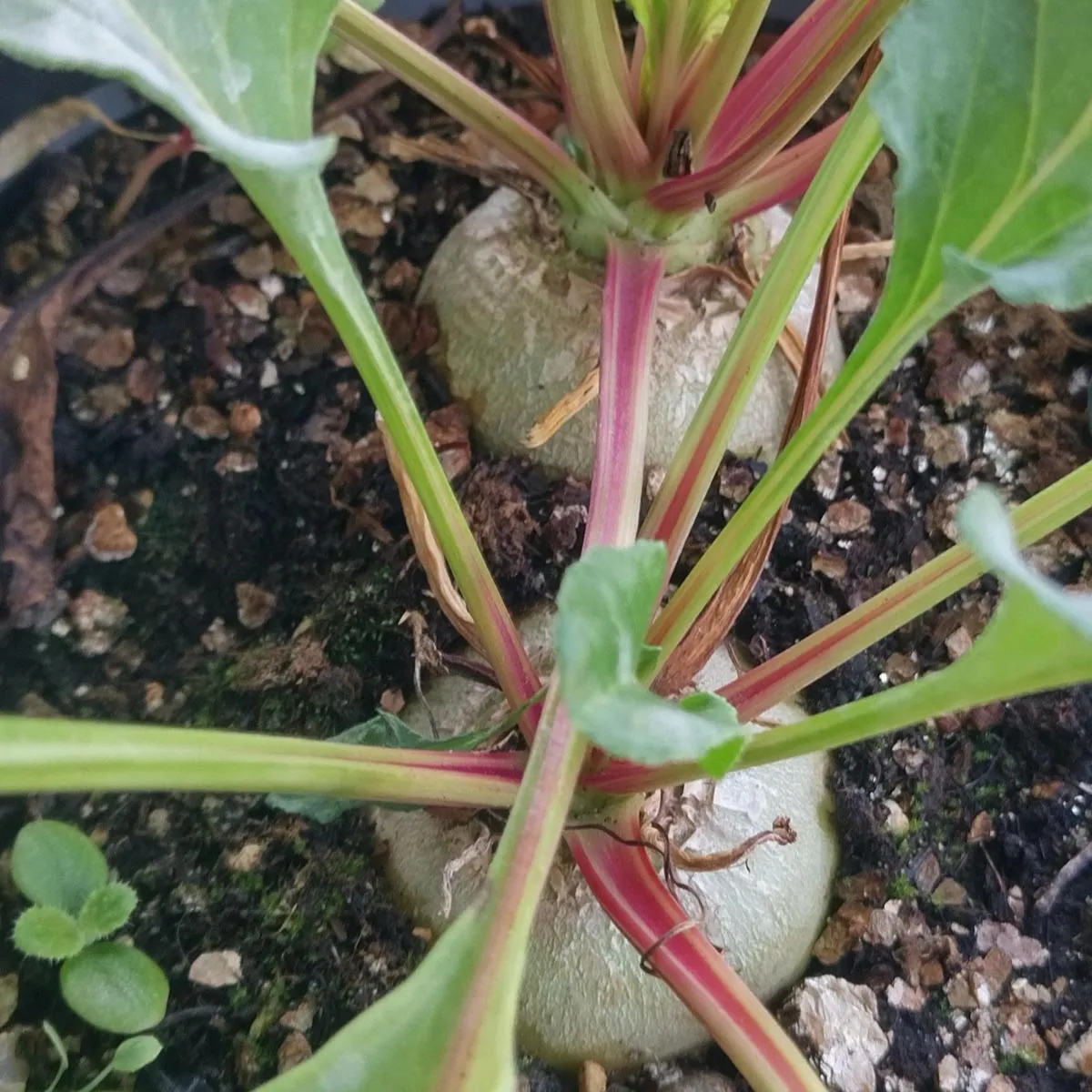 Weisse Bete 'Albina Vereduna' (Beta vulgaris) Samen