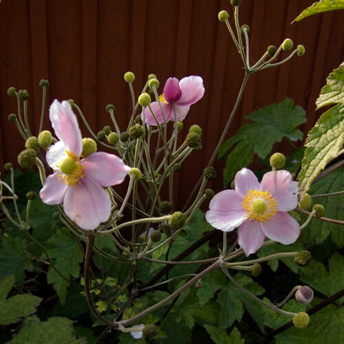 Herbstanemone (Anemone hupehensis) mit rosa Blüten und runden Knospen