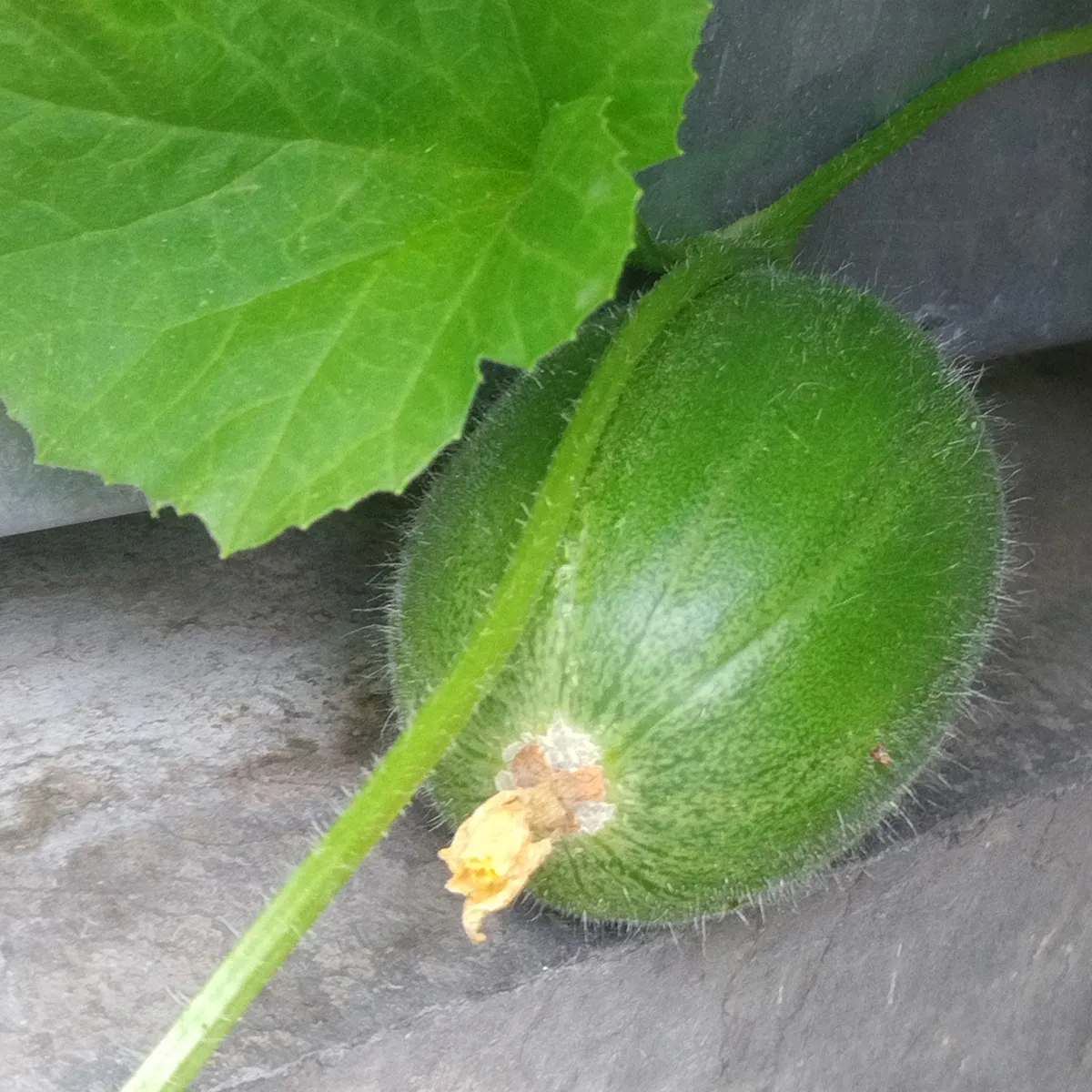 Honigmelone 'Minnesota Midget' (Cucumis melo) Samen