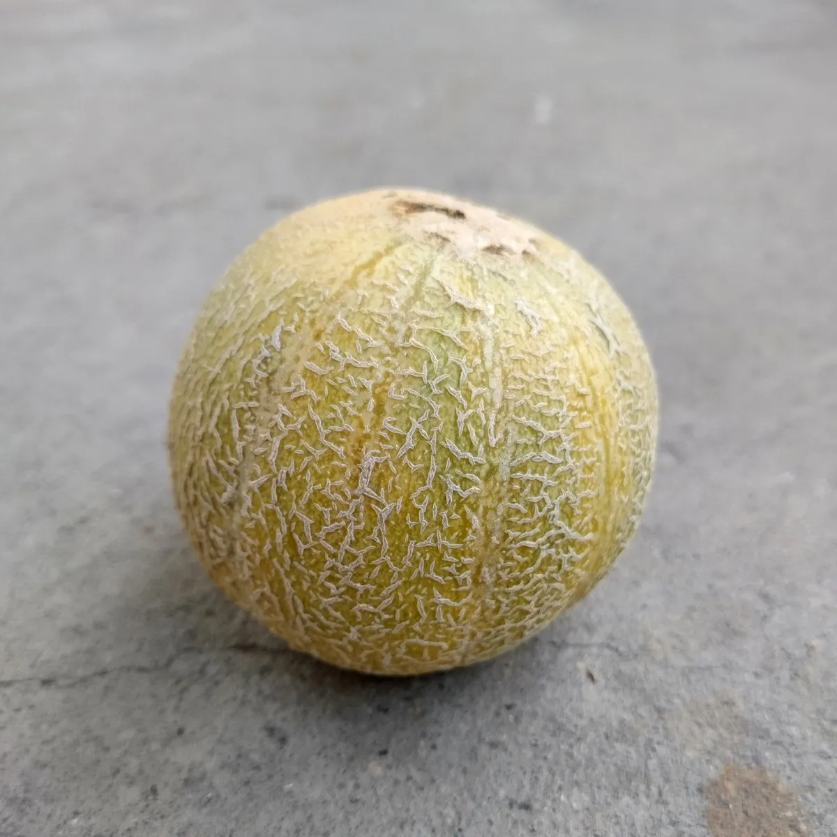 Honigmelone 'Minnesota Midget' (Cucumis melo) Samen