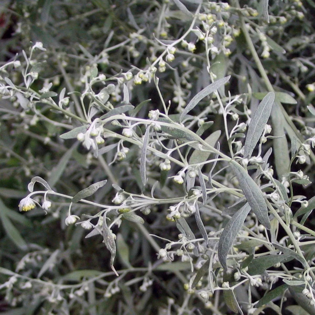 Wermut (Artemisia absinthium) Samen