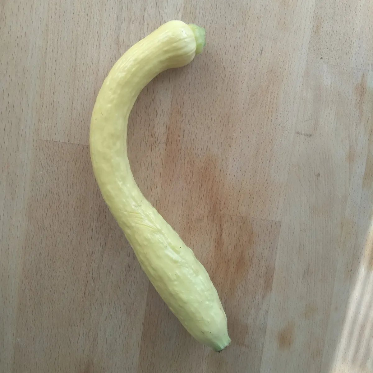 Gelbe Zucchini 'Yellow Crookneck' (Cucurbita pepo) Samen
