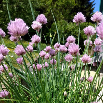 Blühender Schnittlauch (Allium schoenoprasum) mit lila Blütenkugeln