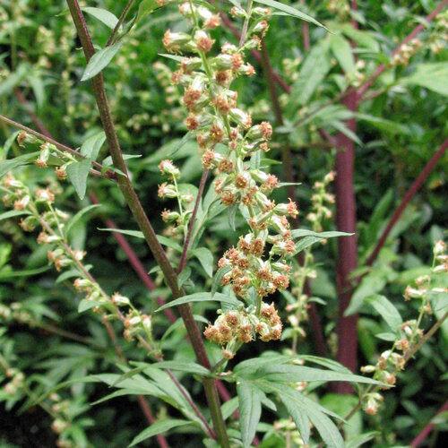 Blühender Gewöhnlicher Beifuß (Artemisia vulgaris) mit kleinen rötlichen Blütenköpfchen