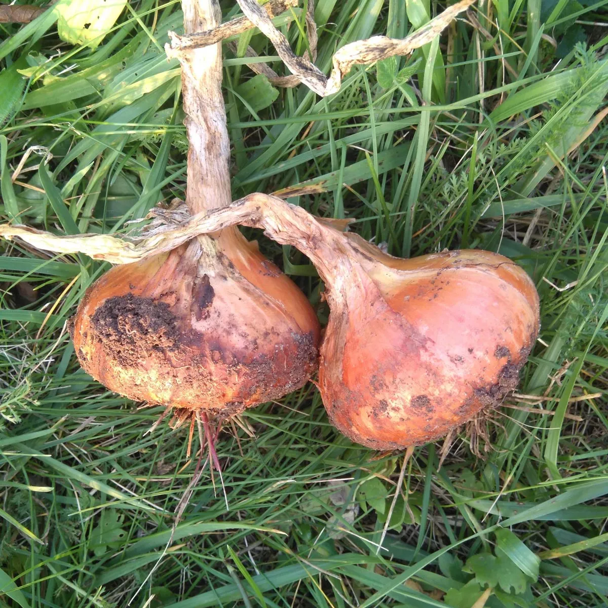 Zwiebel 'Stuttgarter Riesen' (Allium cepa) Samen