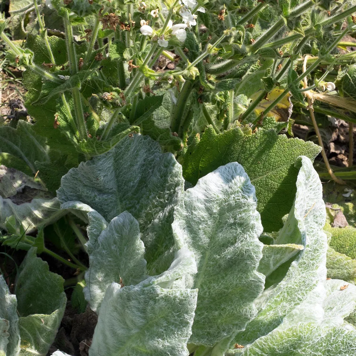 Silberblatt Salbei 'Artemis' (Salvia argentea)