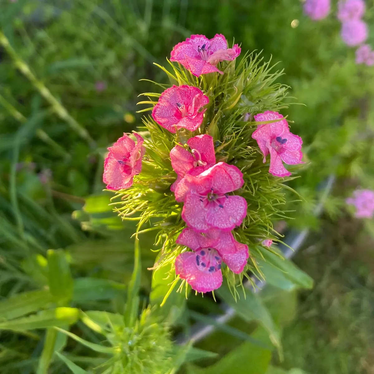 Bartnelke 'Sweet William' (Dianthus barbatus) Bio Saatgut
