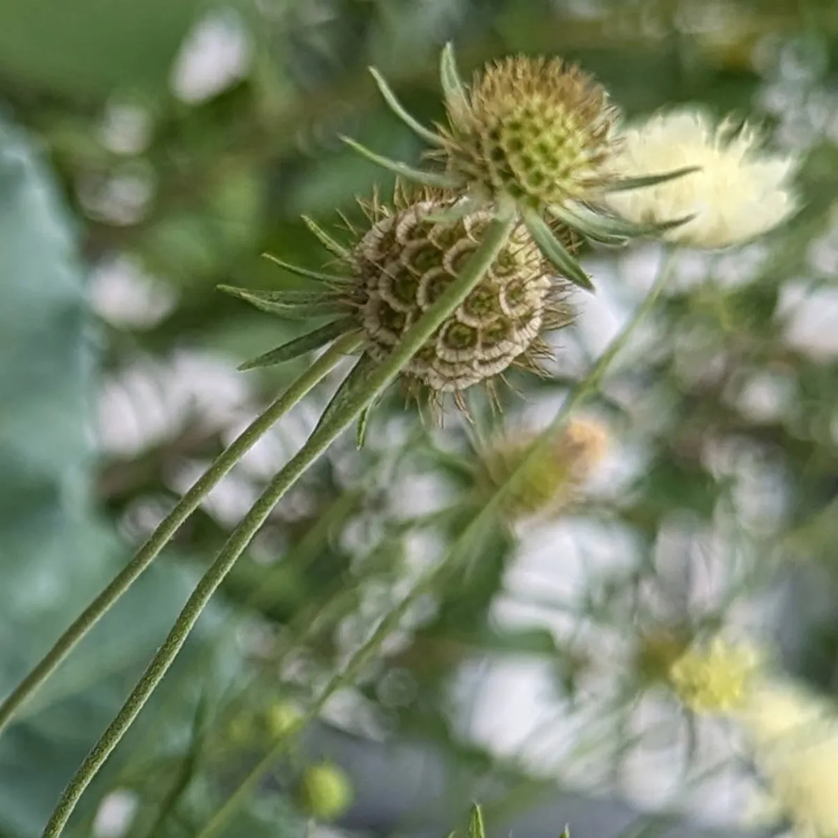 Gelbe Skabiose (Scabiosa ochroleuca) Samen