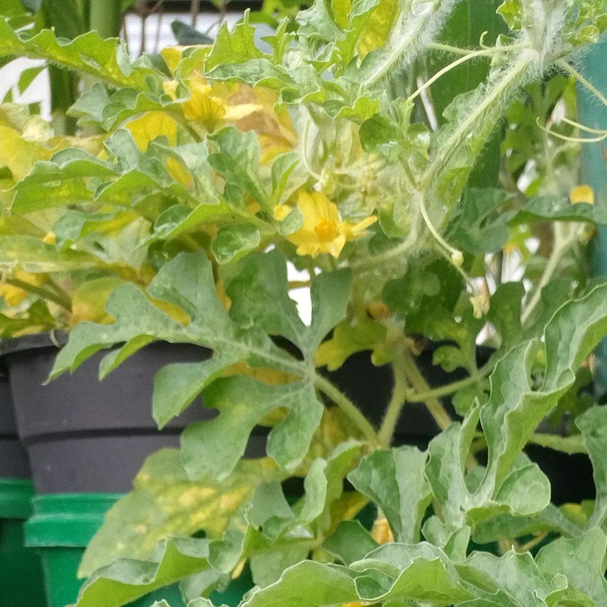 Gelbe Wassermelone 'Golden Midget' (Citrullus lanatus) Samen