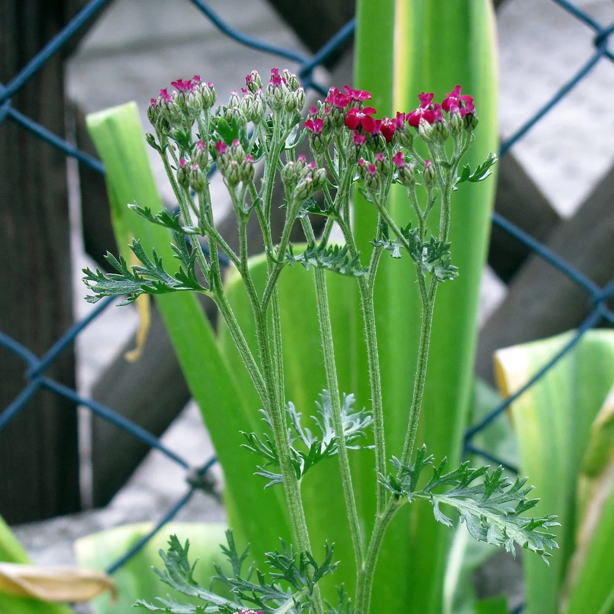 Rote Scharfgarbe 'Kirschkönigin' (Achillea millefolium) Samen