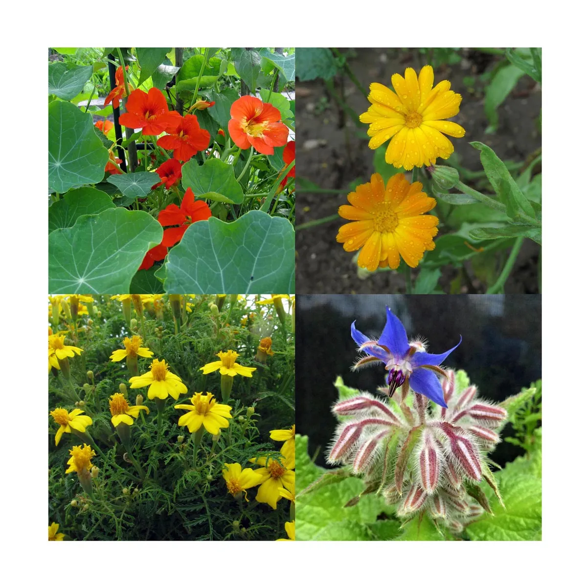 Essbare Blüten (Bio) - Samen-Geschenkset