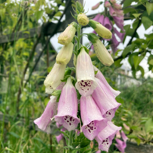 Fingerhut (Digitalis purpurea) mit hellrosa, innen gepunkteten Glockenblüten