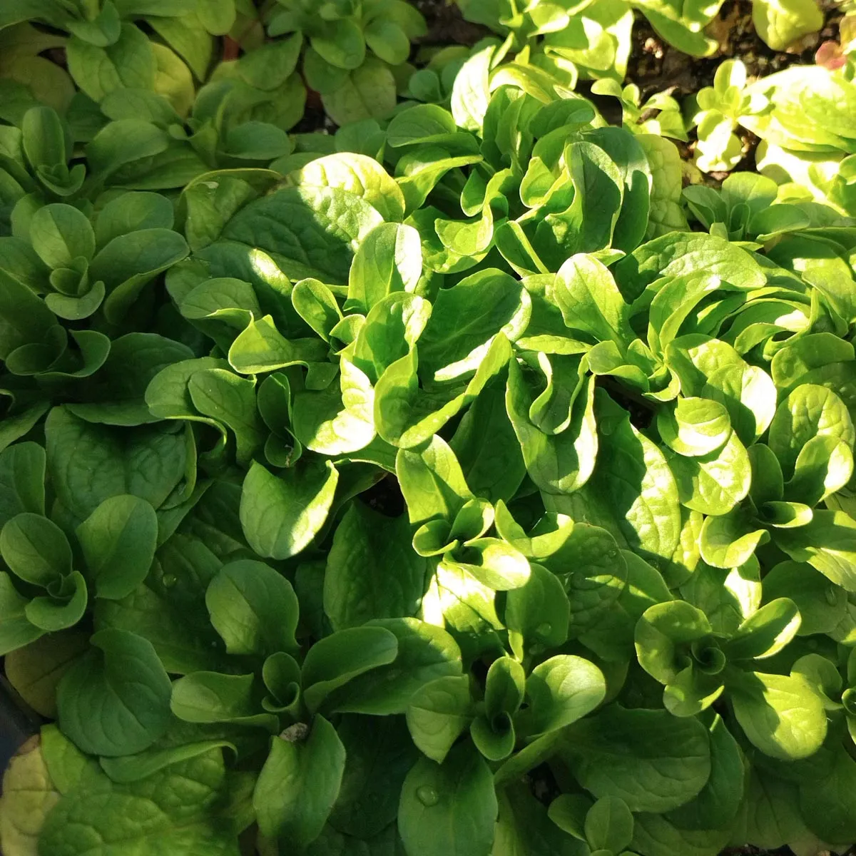 Feldsalat/ Rapunzelsalat 'Dunkelgrüner Vollherziger' (Valerianella locusta) Samen