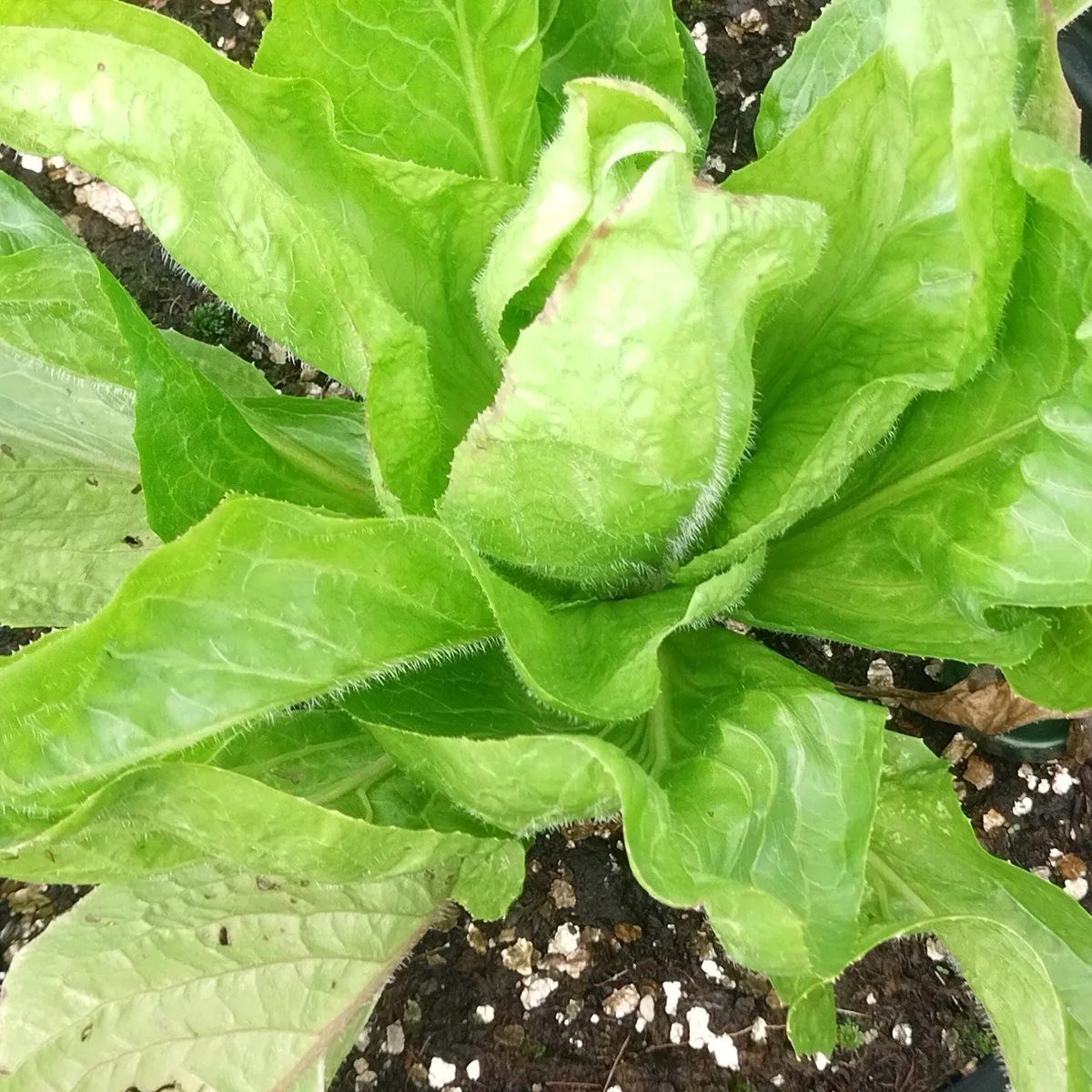 Radicchio 'Palla Rossa' (Cichorium intybus var. foliosum) Bio Saatgut