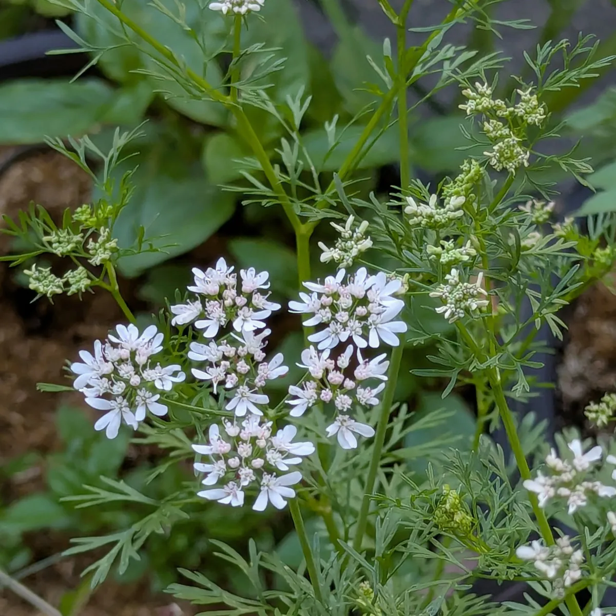 Körner-Koriander 'Jantar' (Coriandrum sativum) Samen