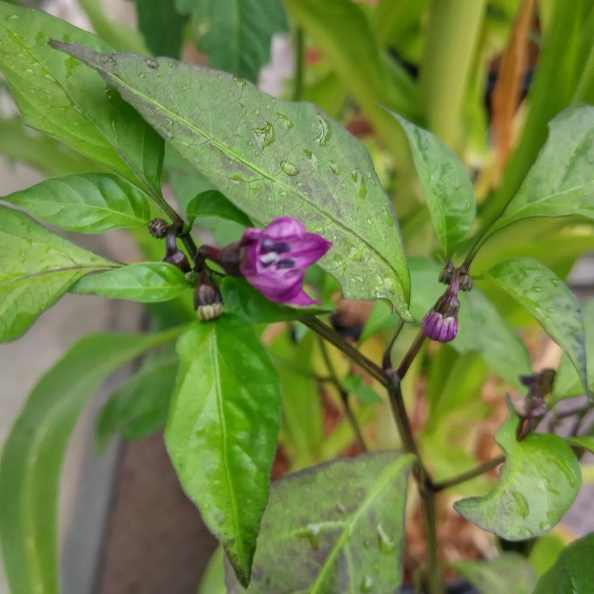 Poblano Chili 'Mulato Isleno' (Capsicum annuum) Samen