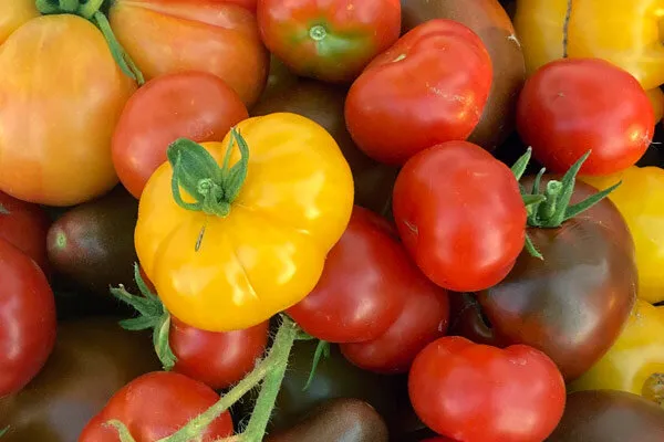 Rote und gelbe Tomaten