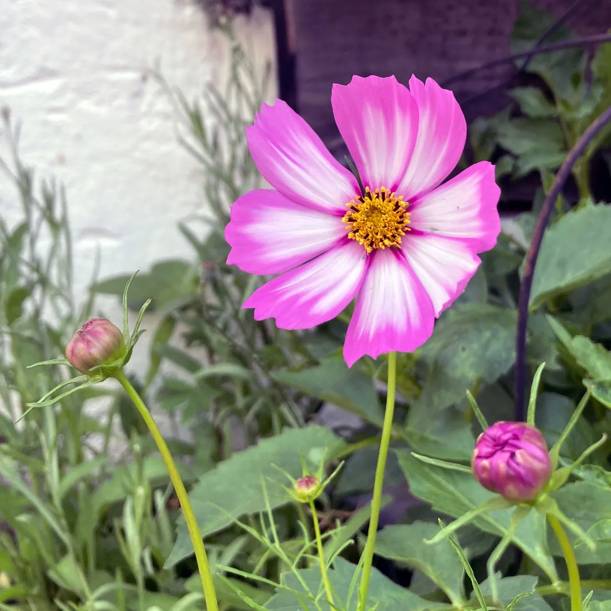 Zweifarbige Cosmea / Schmuckkörbchen 'Sensation Candy Stripe' (Cosmos bipinnatus) Samen