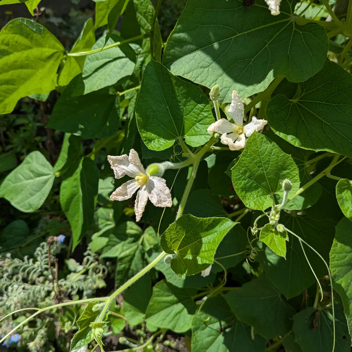 Flaschenkürbis / Kalebasse 'Dipper' (Lagenaria siceraria) Samen