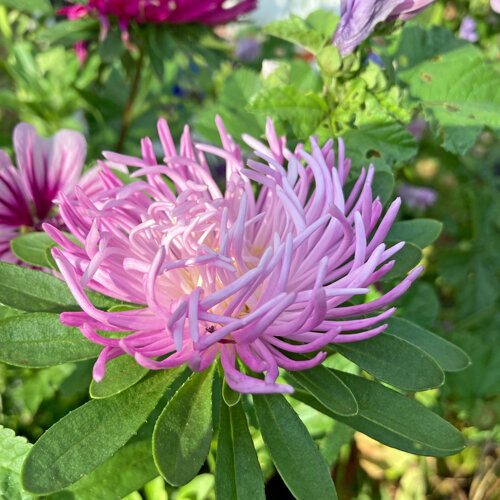 Chinesische Aster (Callistephus chinensis) mit rosa strahlenförmigen Blütenblättern