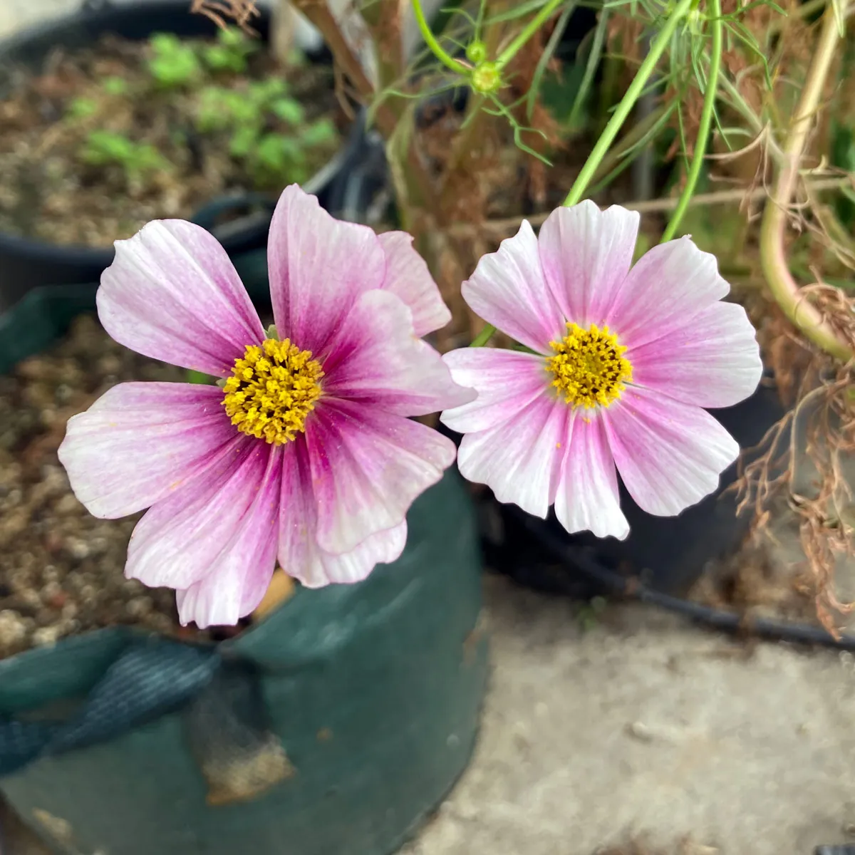 Zartrosa Schmuckkörbchen 'Sensation Day Dream' (Cosmos bipinnatus) Samen