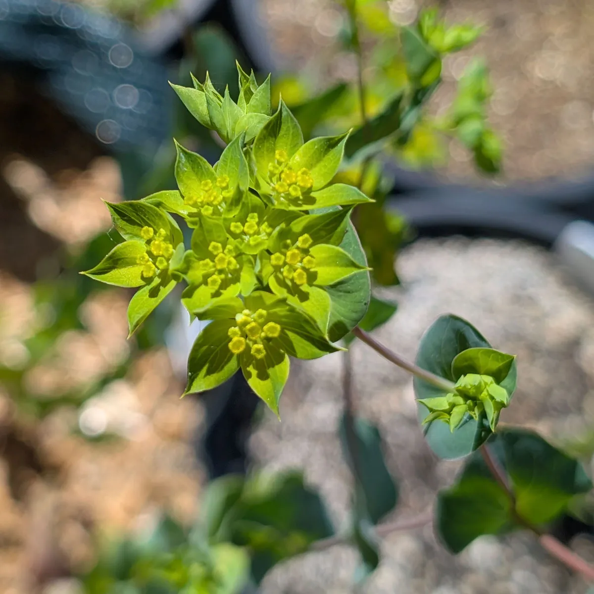 Rundblättriges Hasenohr 'Griffithii' (Bupleurum rotundifolium) Samen