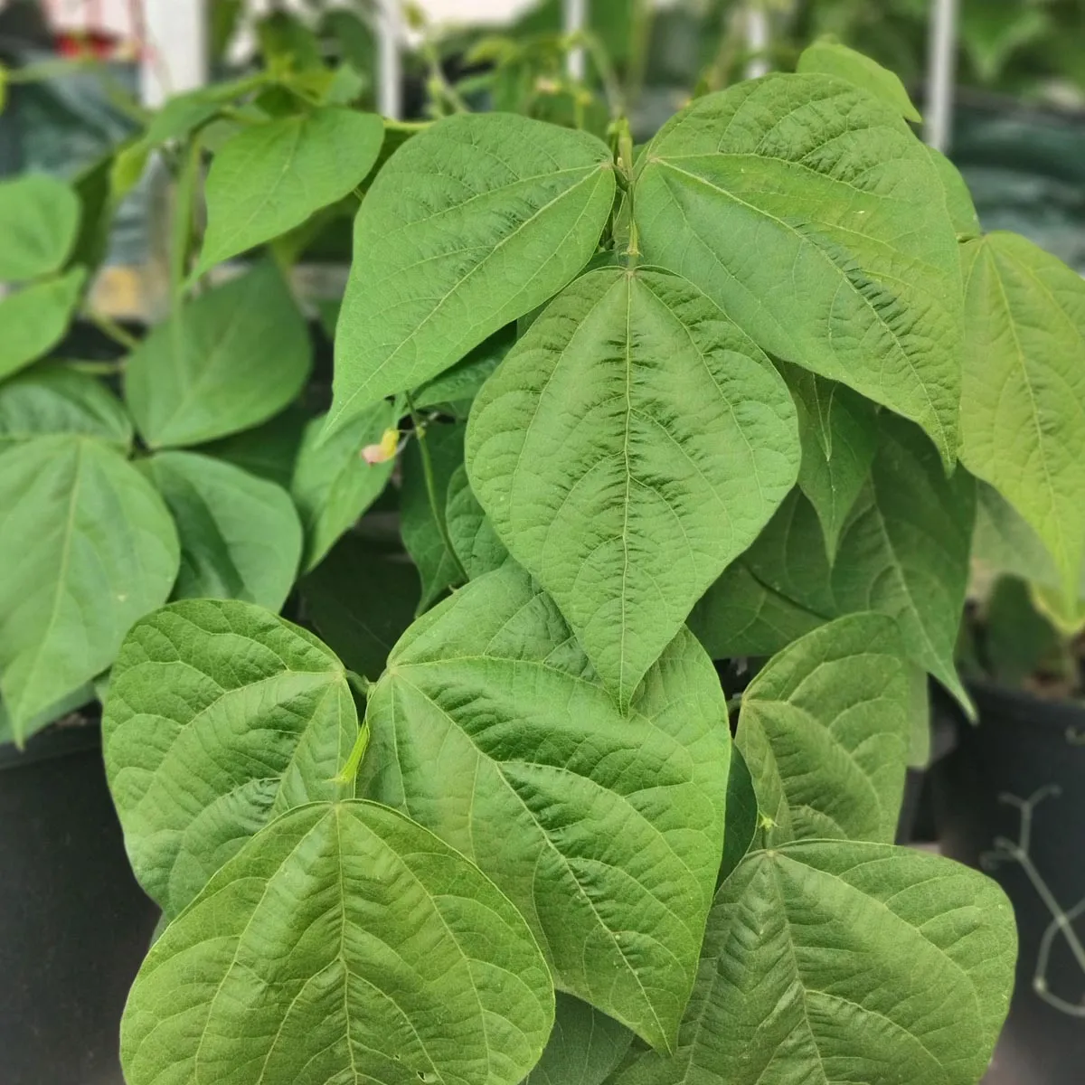 Filetbohne 'Delinel' (Phaseolus vulgaris) Samen