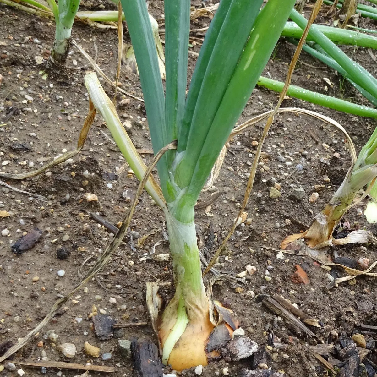 Zwiebel 'Stuttgarter Riesen' (Allium cepa) Bio Saatgut
