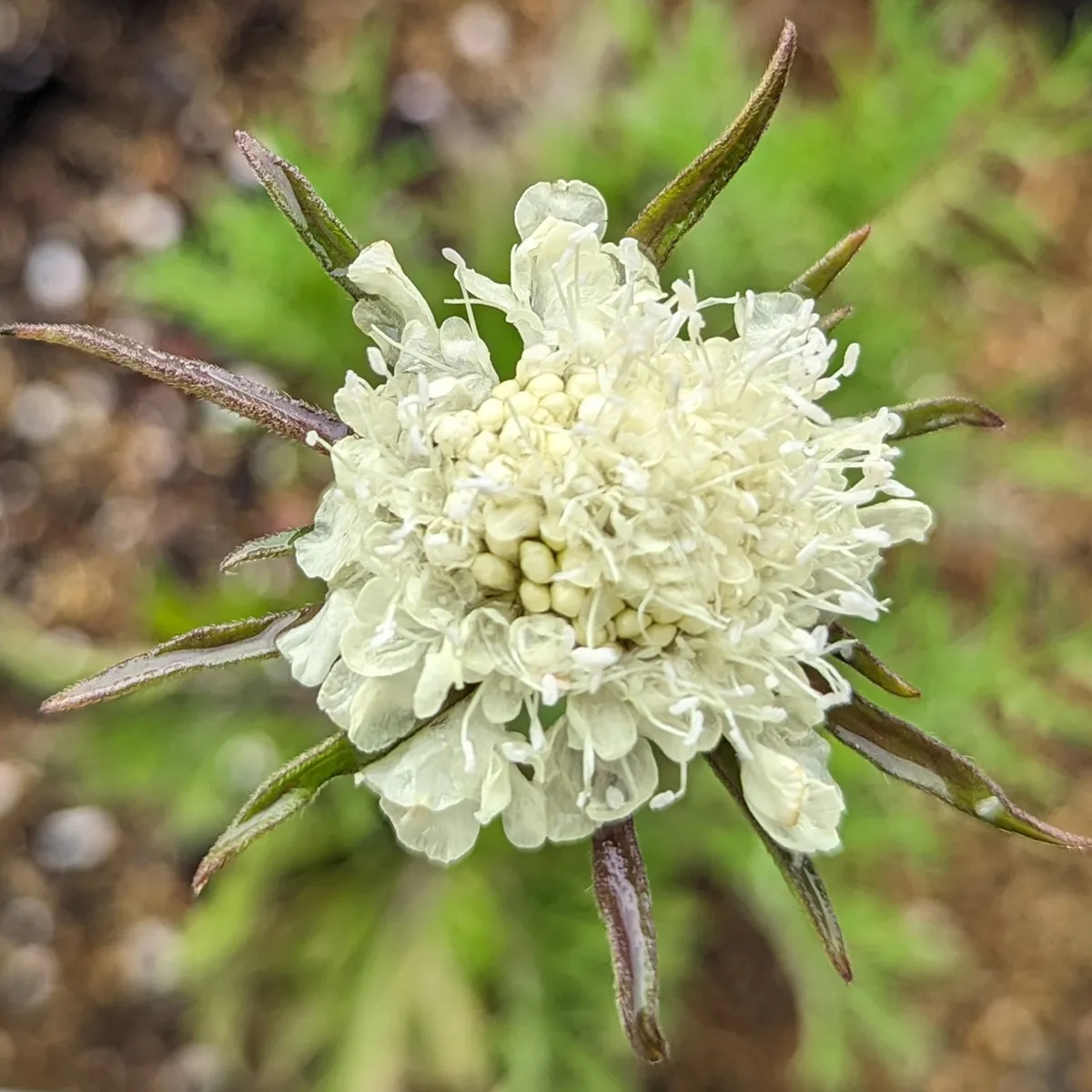 Gelbe Skabiose (Scabiosa ochroleuca) Samen