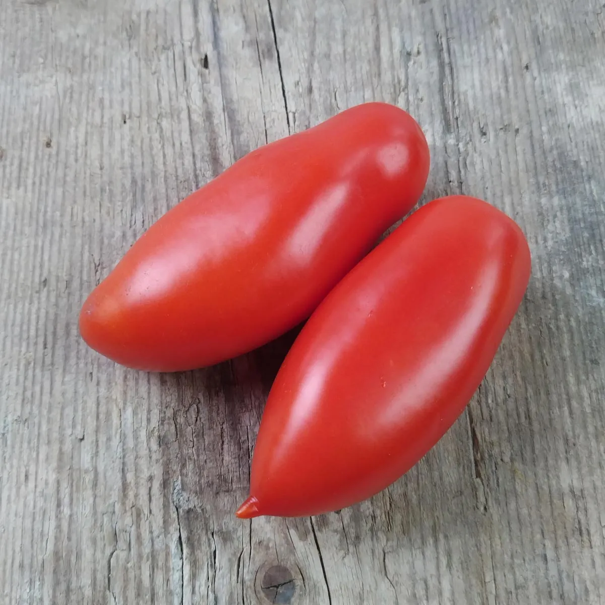 Tomate 'San Marzano' (Solanum lycopersicum) Samen