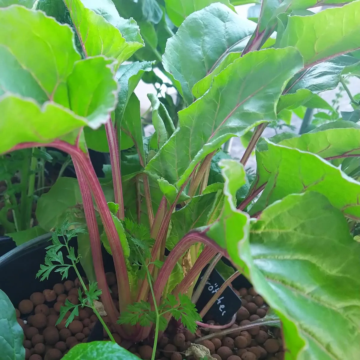 Rote Bete 'Krötchen' (Beta vulgaris) Samen