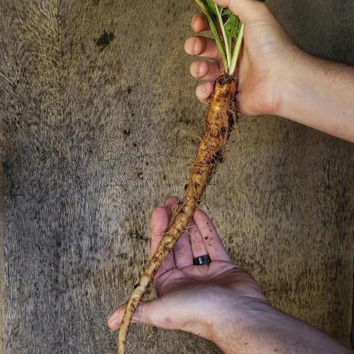 Turkmenische Alraune (Mandragora turcomanica) Samen