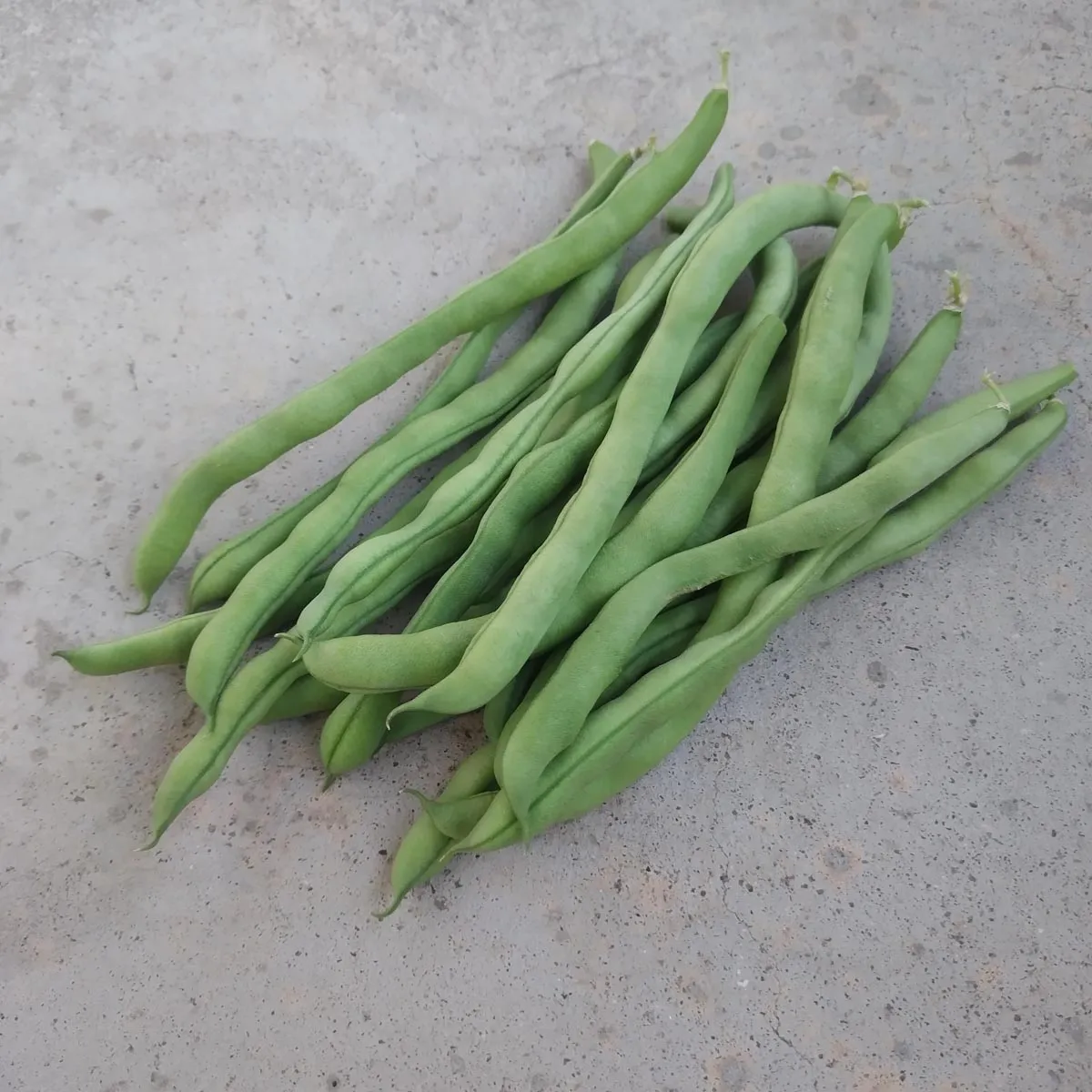 Stangenbohne 'Neckarkönigin' (Phaseolus vulgaris) Samen