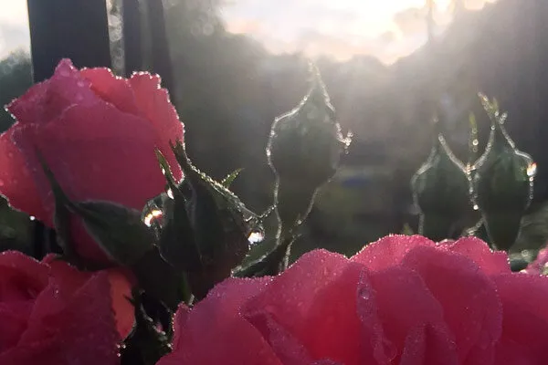 Rosen im Gegenlicht