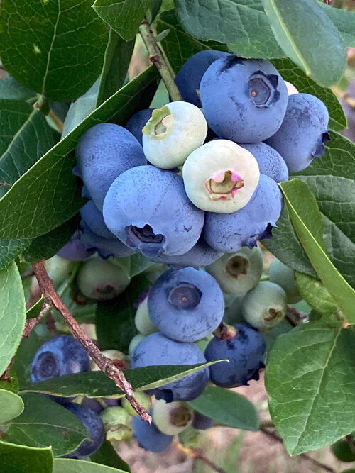 Reife blaue und noch unreife helle Heidelbeeren am Strauch