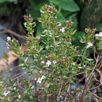 Blühender Thymian mit kleinen weißen Blüten