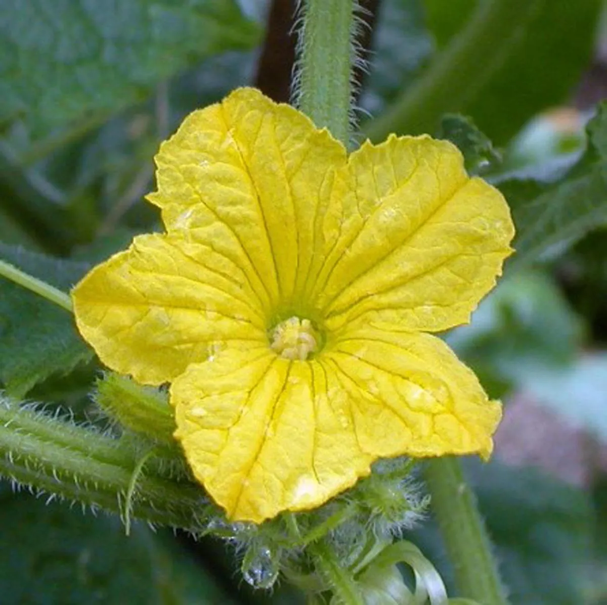 Salatgurke 'Chinesische Schlangen' (Cucumis sativus) Samen