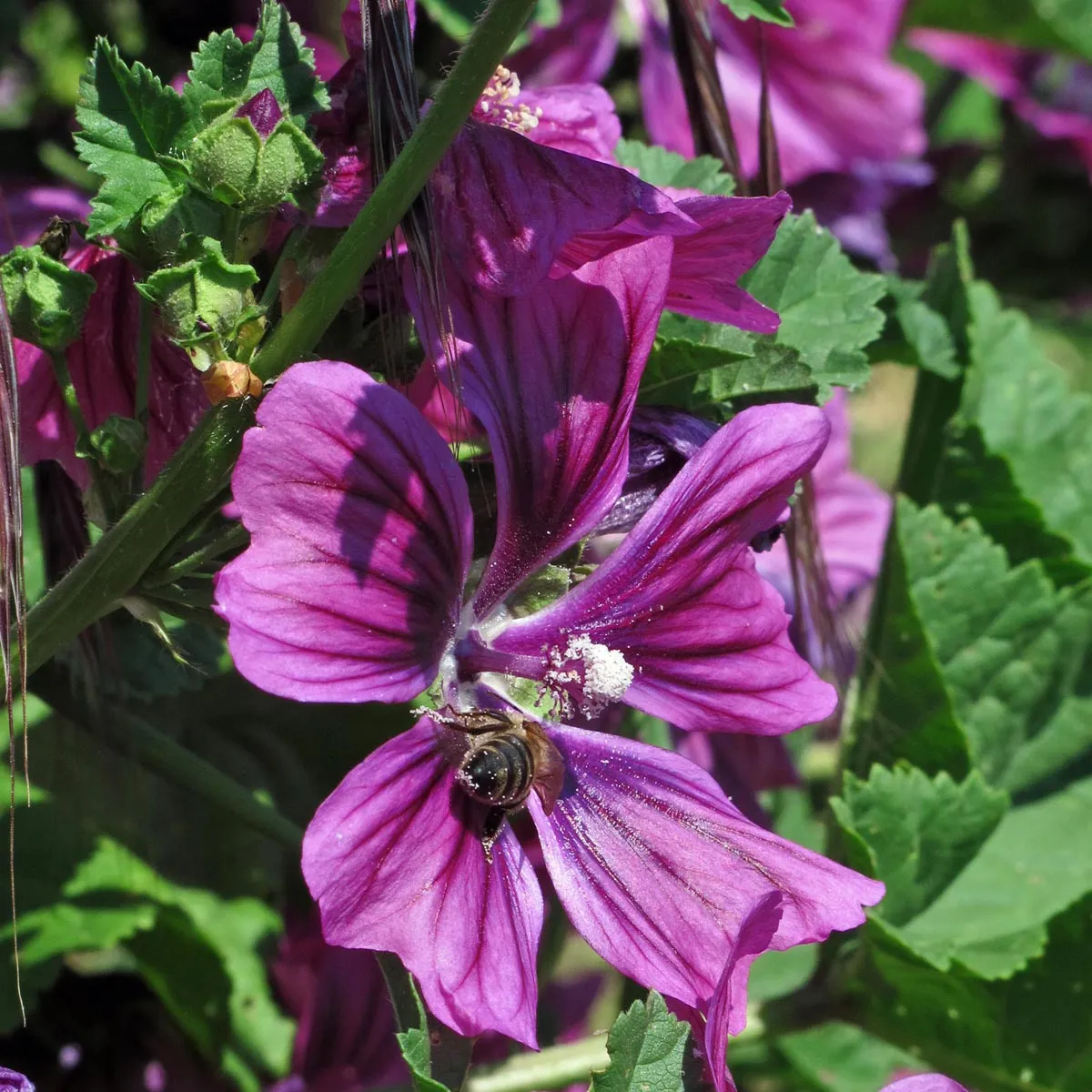 Mauretanische Malve (Malva sylvestris ssp. mauritiana) Bio