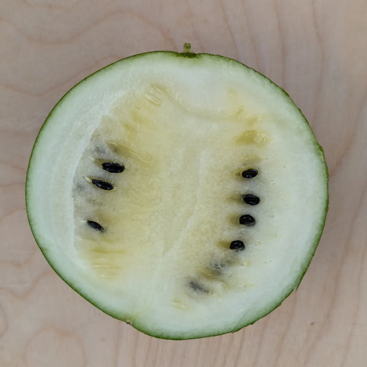 Wassermelone 'Cream of Saskatchewan' (Citrullus lanatus) Samen