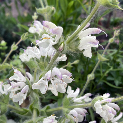 Weiße, behaarte Blüten des Silberblattsalbeis (Salvia argentea)