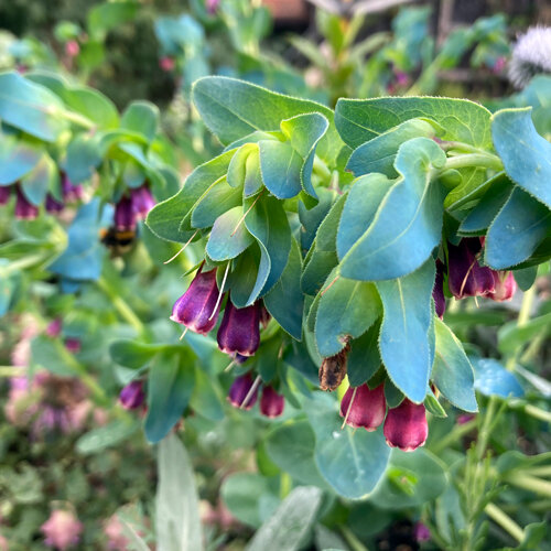 Große Wachsblume (Cerinthe major) mit violetten Glockenblüten und blaugrünen Blättern