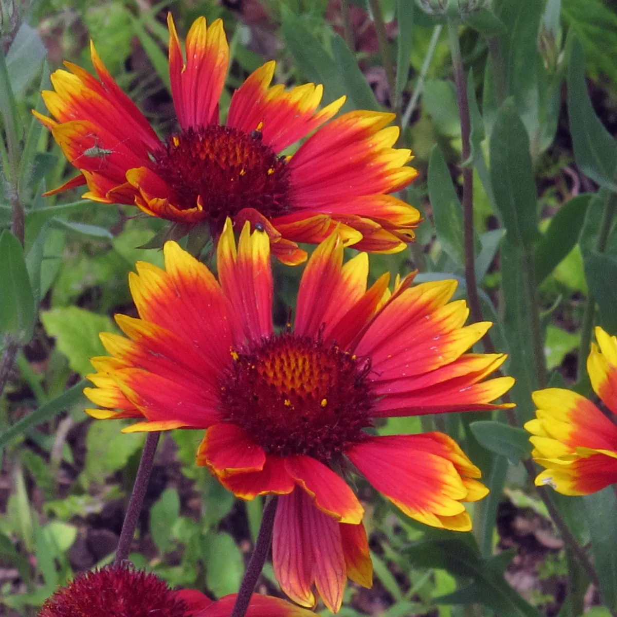 Zweifarbige Kokardenblume 'Bremen' (Gaillardia aristata) Samen