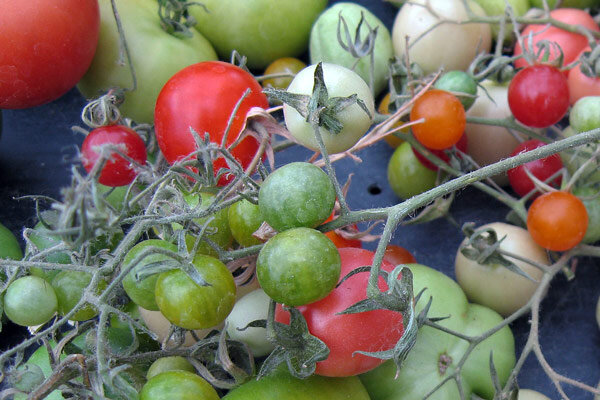 Meine Tomaten bekommen braune Flecken – ist das Braunfäule und kann ich die Früchte noch essen? - Braunfäule bei Tomaten: Kann ich sie noch essen?