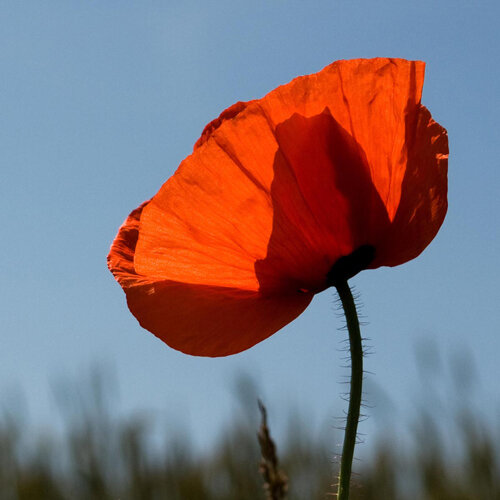 Klatschmohn
