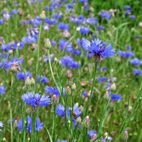 Kornblumen