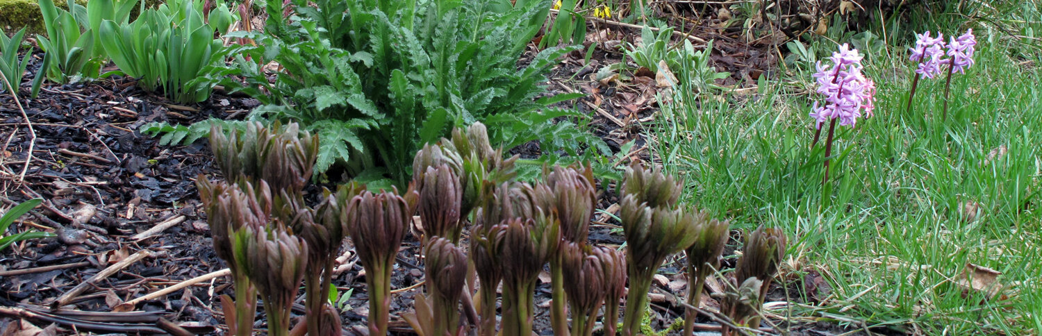 der Fruehling wird im Garten sichtbar