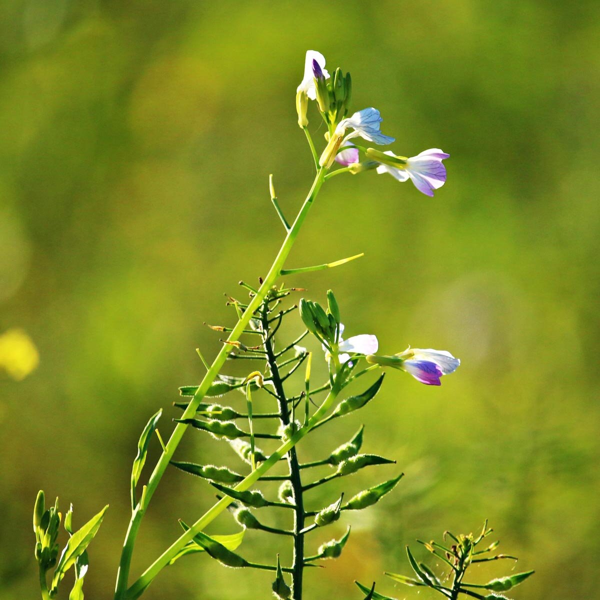 Ölrettich (Raphanus sativus var. oleifera) Bluete