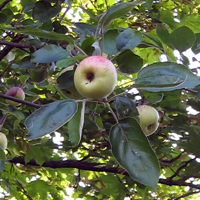Apfelbaum