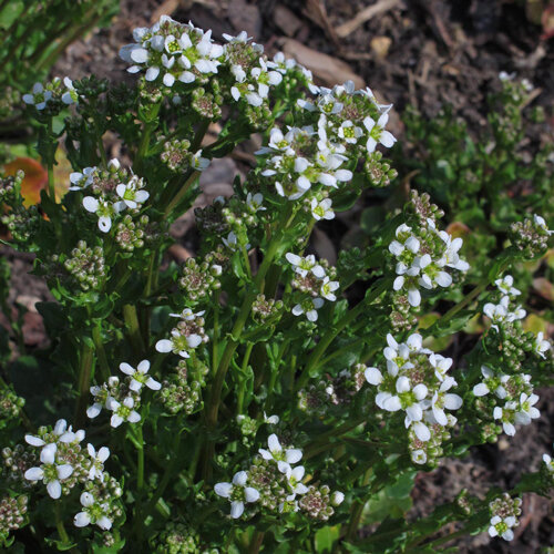 Wildkraeutersalat